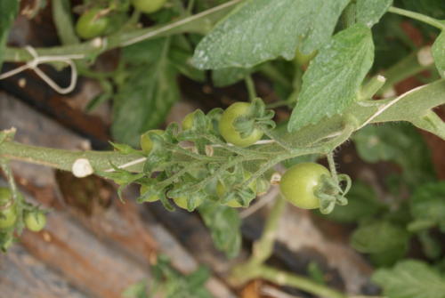 SONY DSC