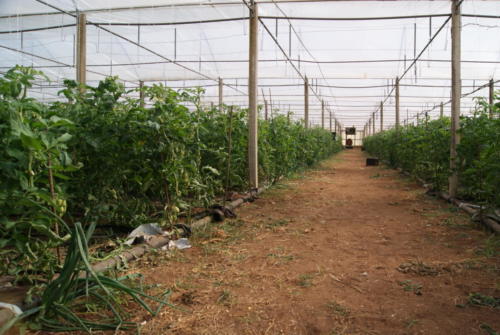 SONY DSC