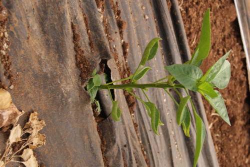 SONY DSC
