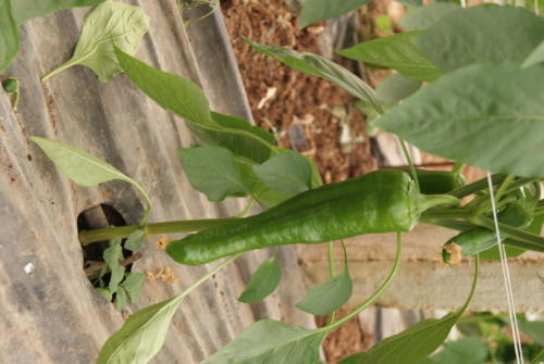 SONY DSC
