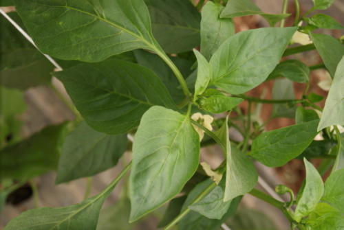 SONY DSC
