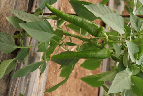 SONY DSC
