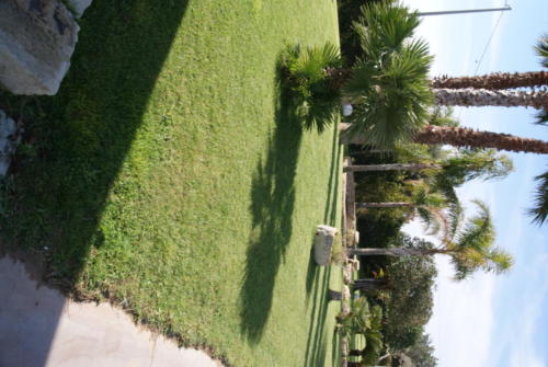SONY DSC