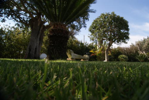 SONY DSC