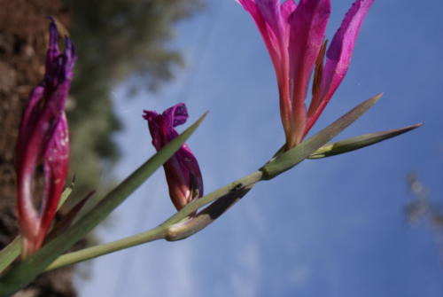SONY DSC