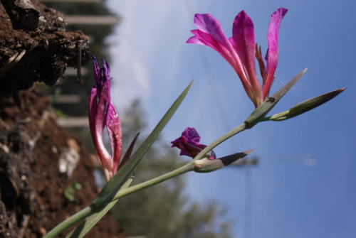 SONY DSC