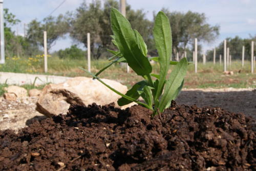 SONY DSC
