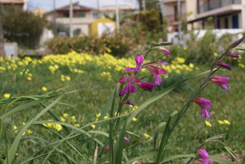SONY DSC