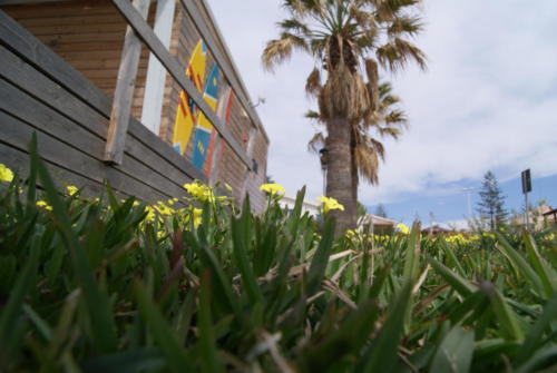 SONY DSC