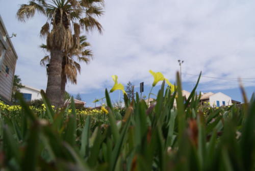 SONY DSC