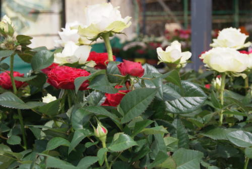 SONY DSC