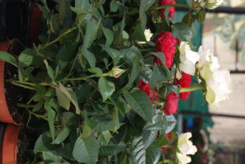 SONY DSC