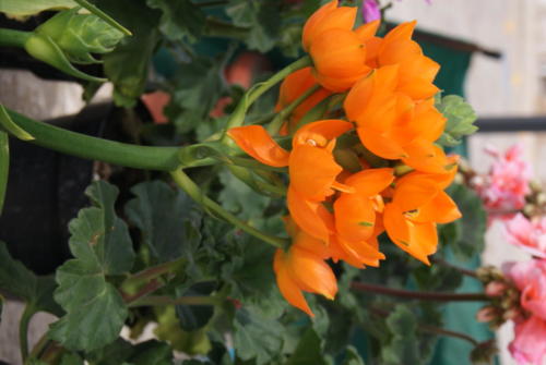 SONY DSC