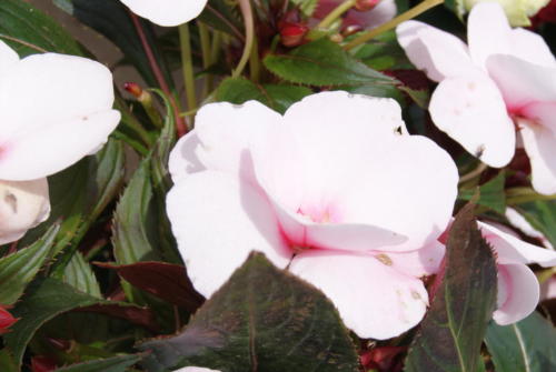 SONY DSC