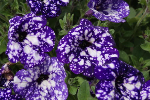 SONY DSC