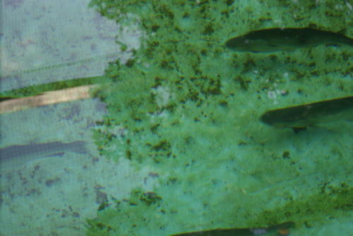 SONY DSC