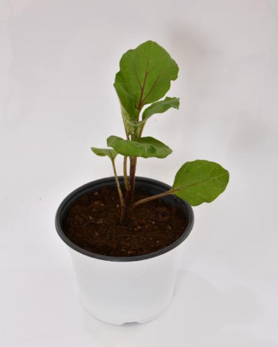 RDG_9869